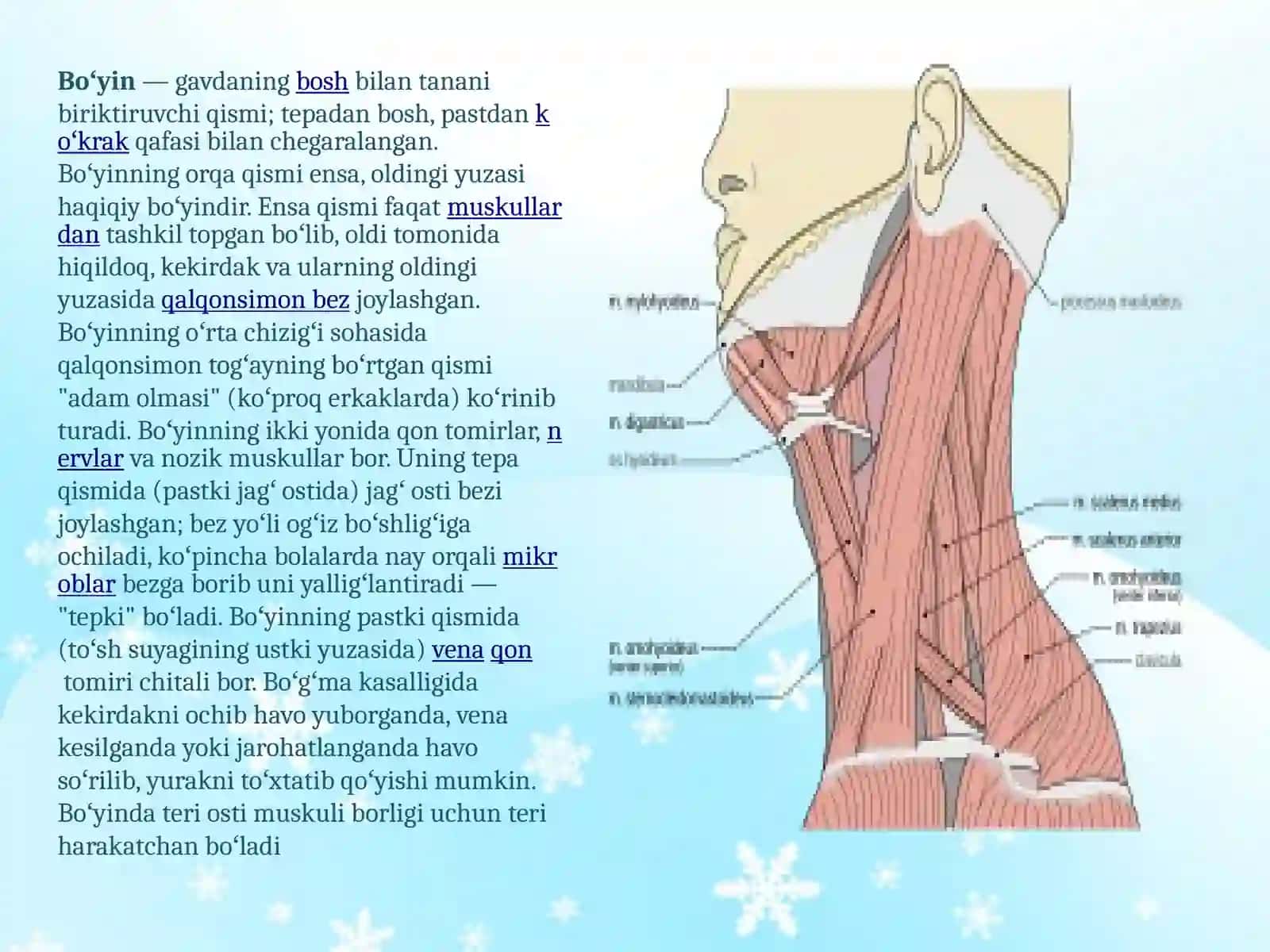 Bo’yin mushaklari fiziologiyasi 2