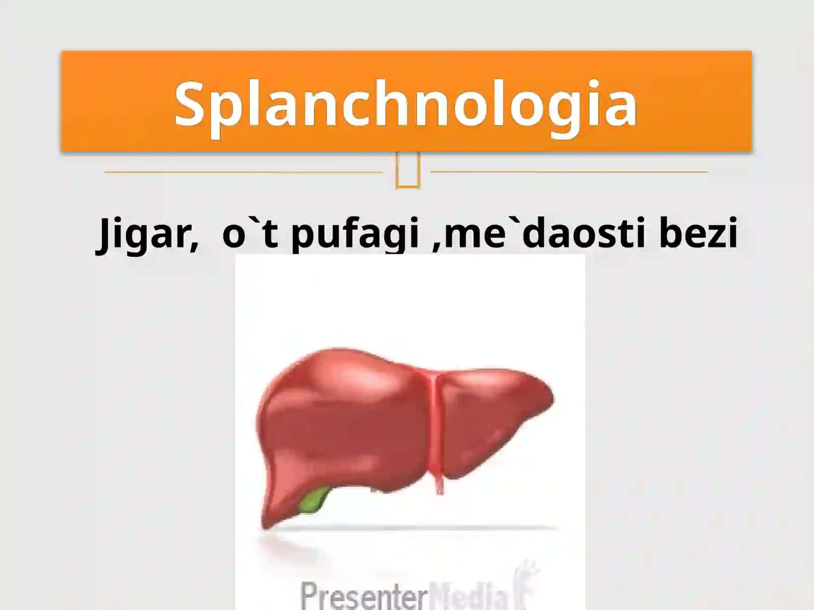 Splanchnologia 2