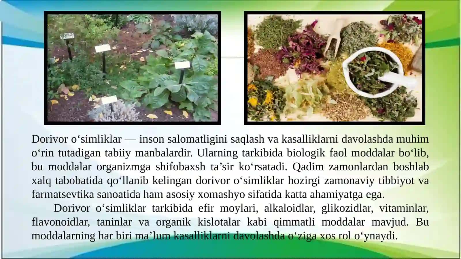 Kiyik oʻti-Zizifora tenuior L. oʻsimligini yetishtirish texnologiyasi 2