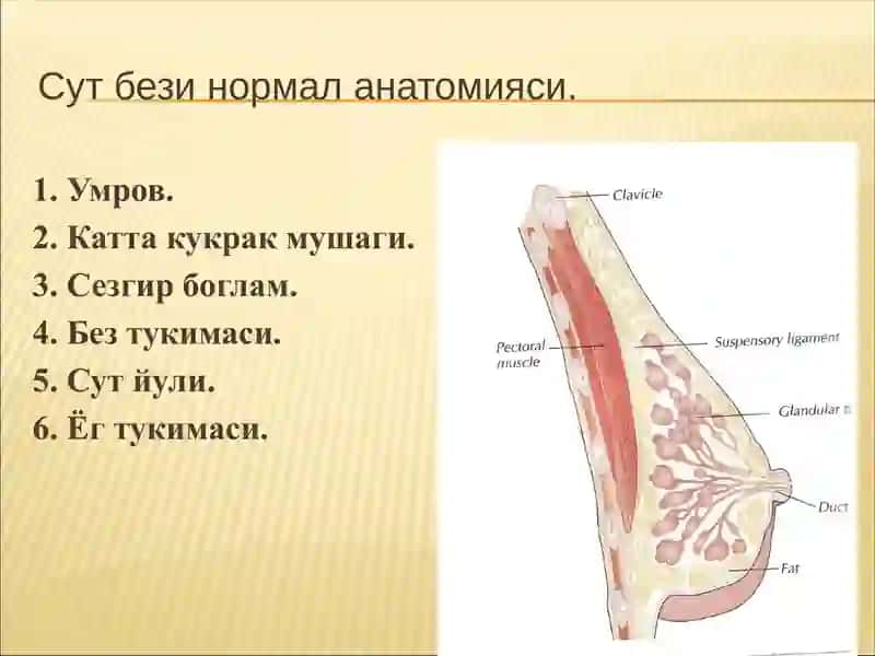 Сут бези 2