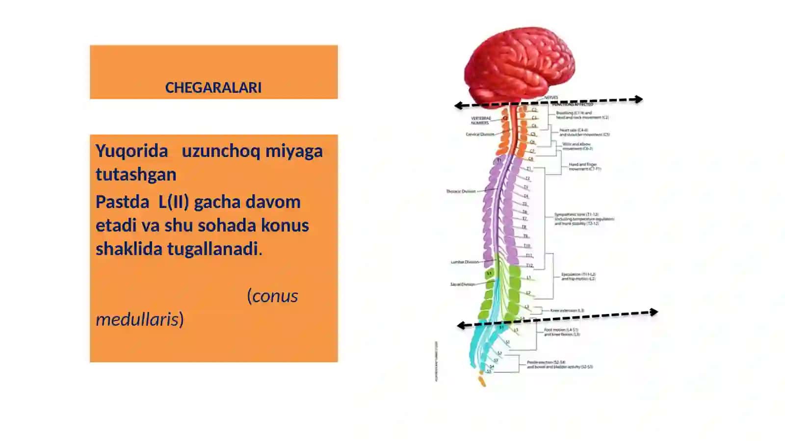 Orqa miya anatomiyasi 2