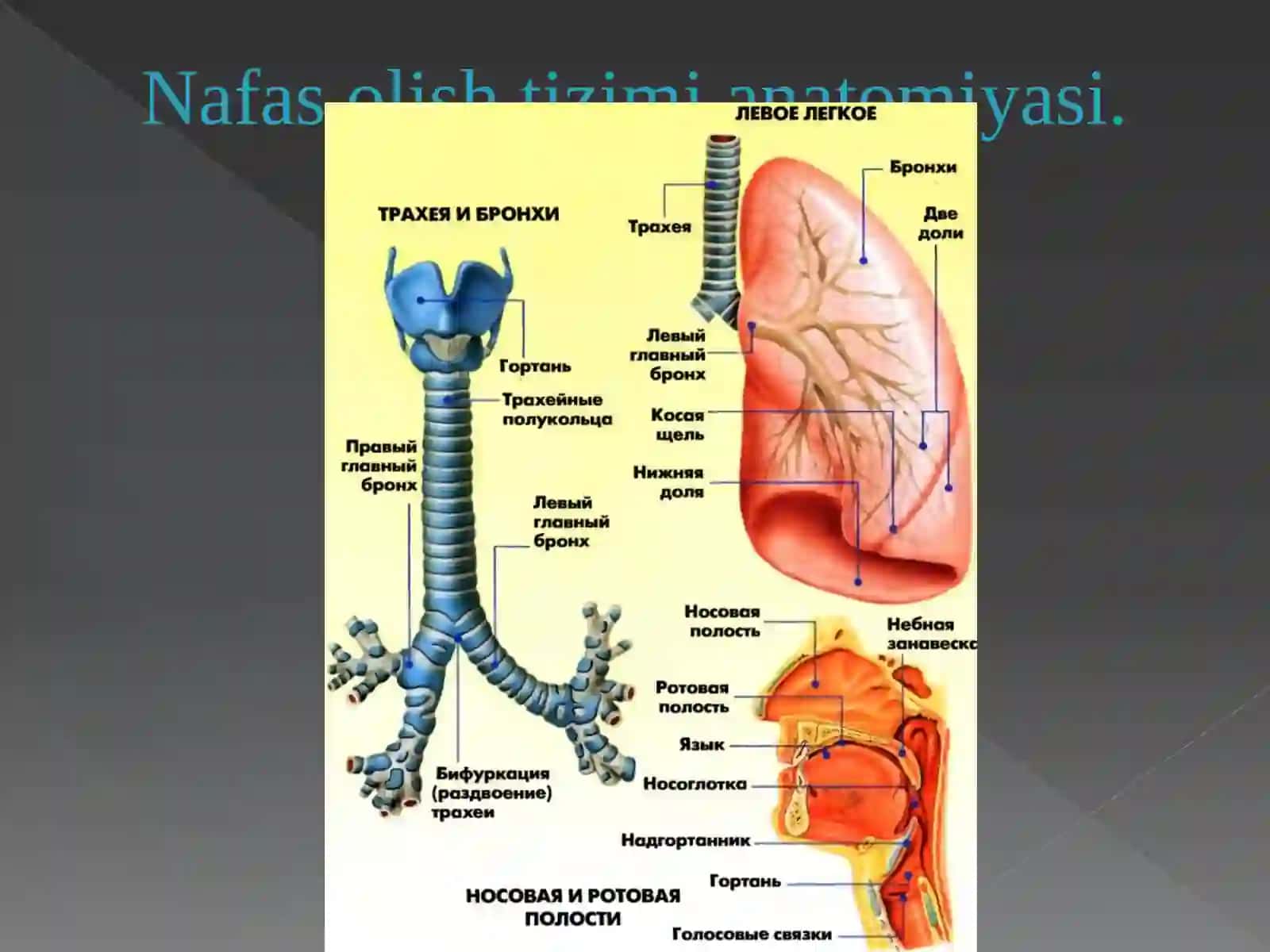 Nafas a'zolari kasalliklari - bronxit, astma va pnevmoniya 2