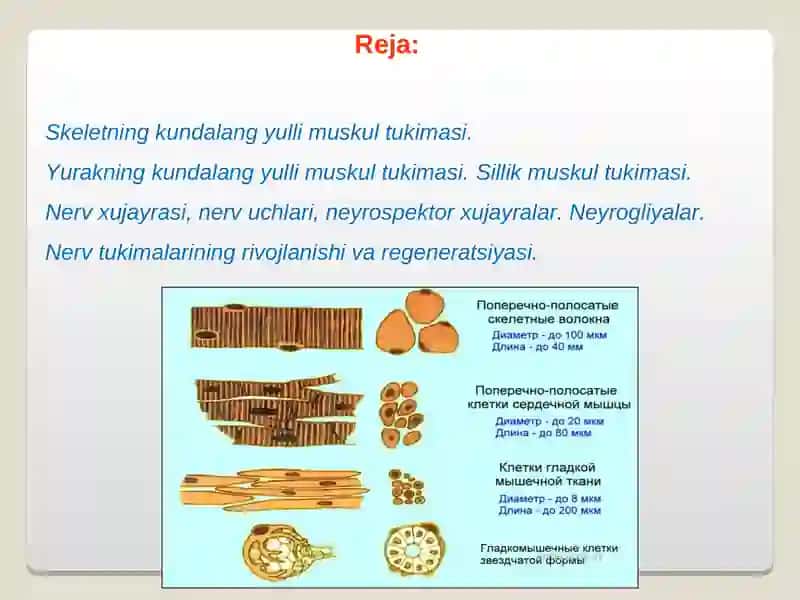MUSKULLAR REGENERATSIYASI. 2