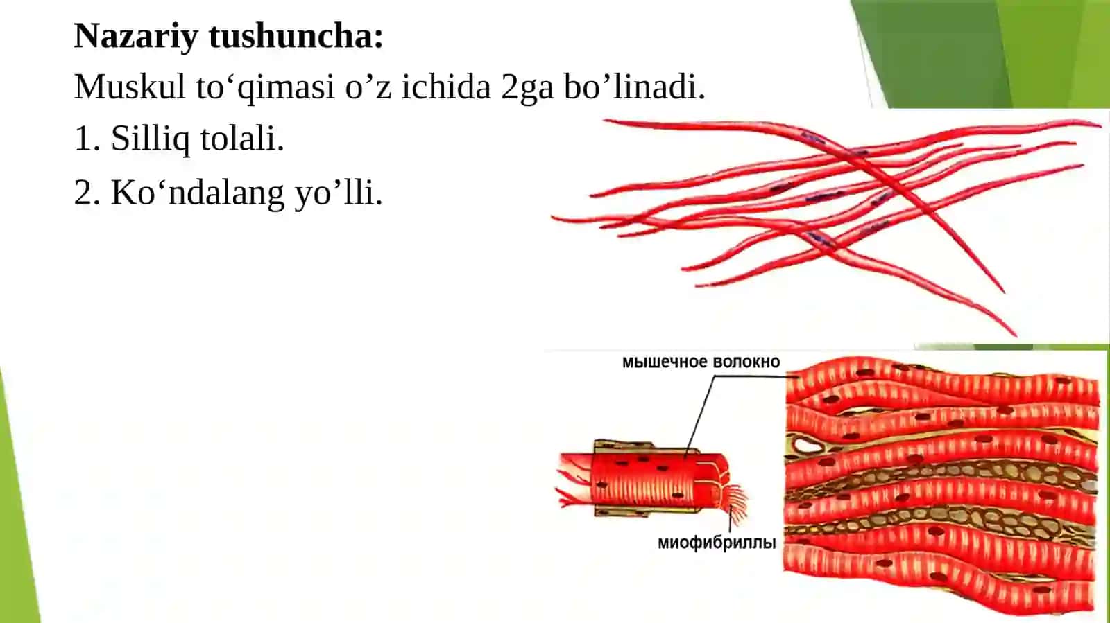 MUSKULLAR SISTEMASI VA UNING TUZILISHI 2