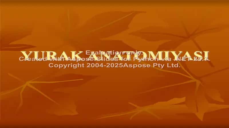 Yurak anatomiyasi 2