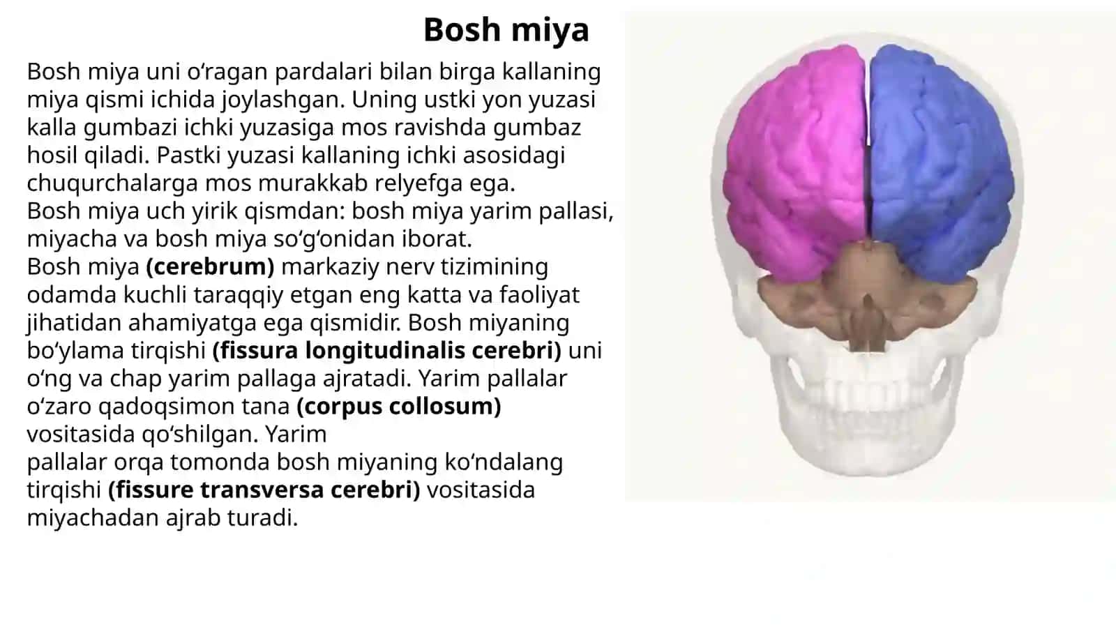 Boshmiyaning umumiy ko‘rinishi. Boshmiyaning asosi. 12 juft bosh miyanerlarining chiqish joylari 2