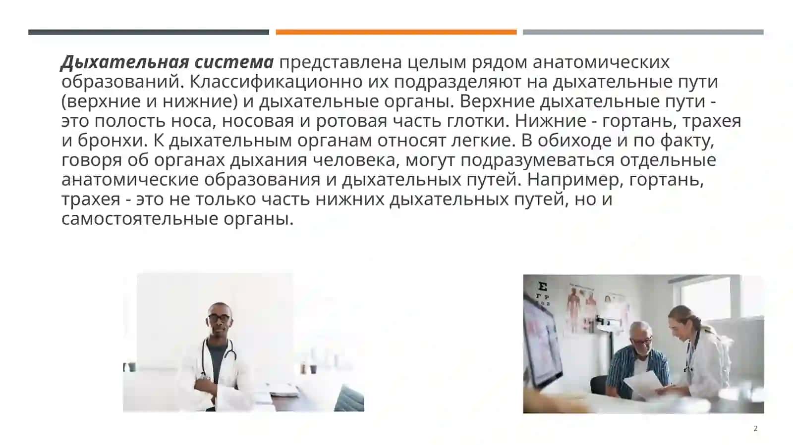 Дыхательная система 2