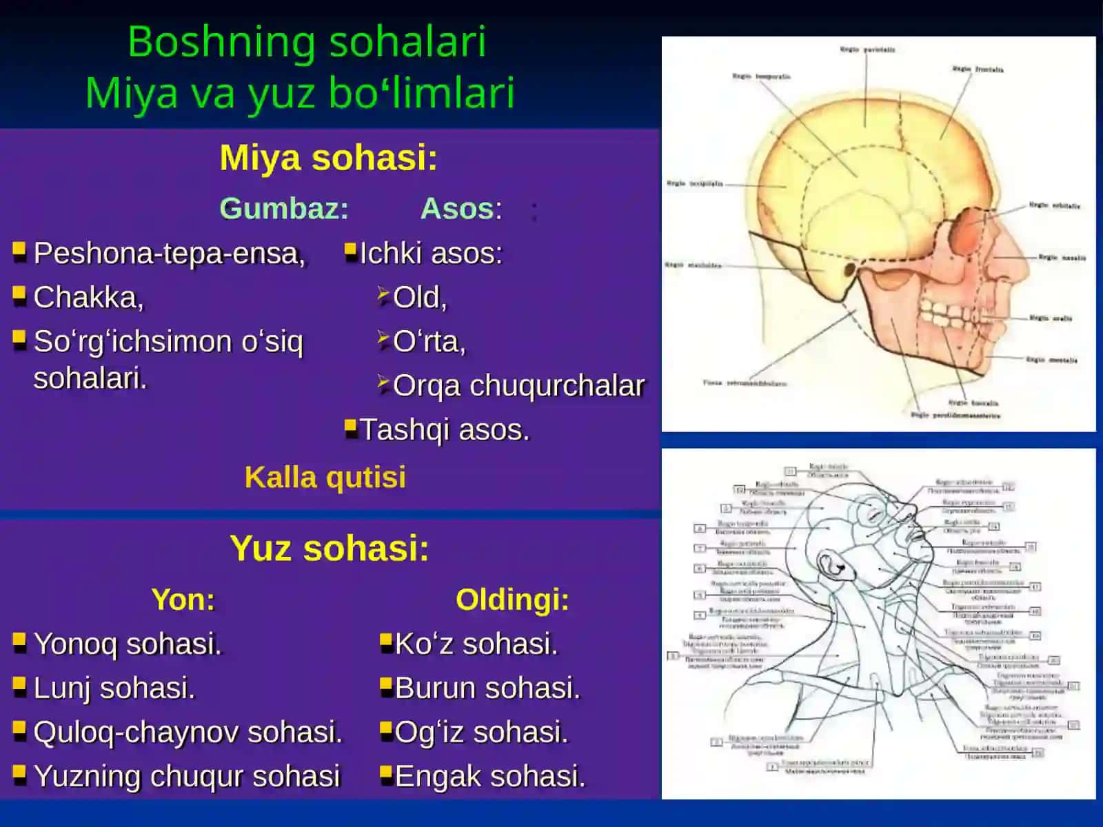 Bosh sohasi miya qismining klinik anatomiyasi 2