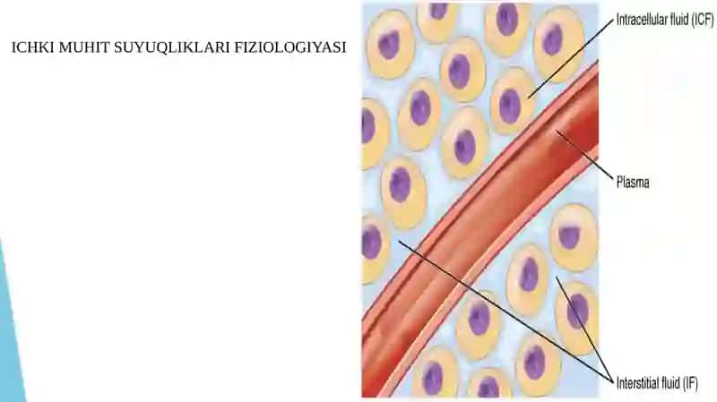 ORGANIZMNING BIOLOGIK SUYUQLIKLARI qonning fizik kimyoviy korsatkichlari 2