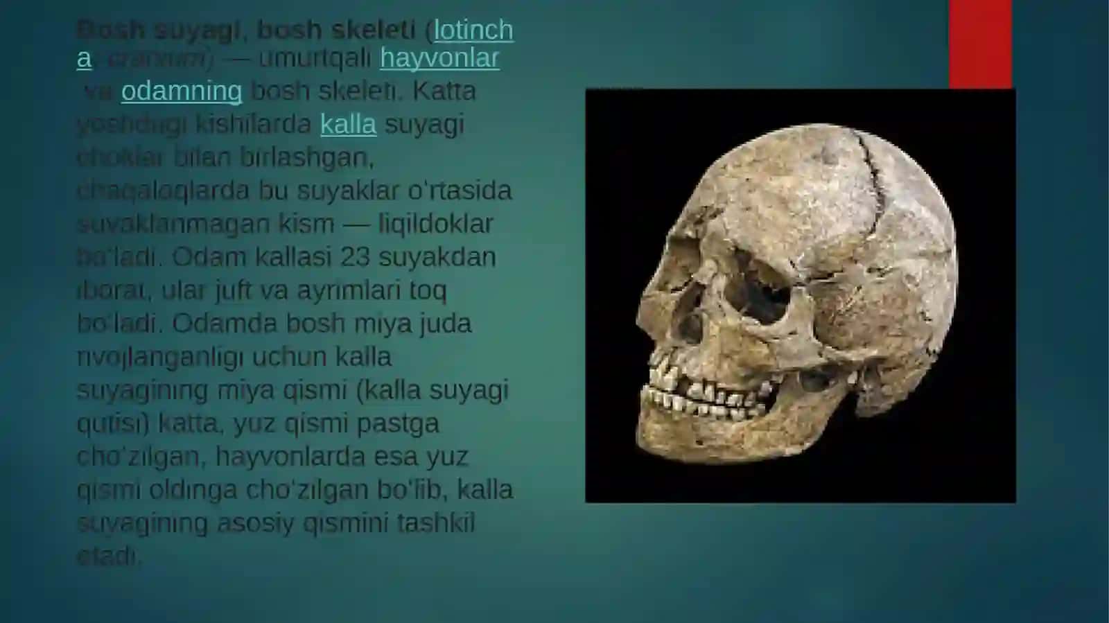 Yuz suyaklari 2