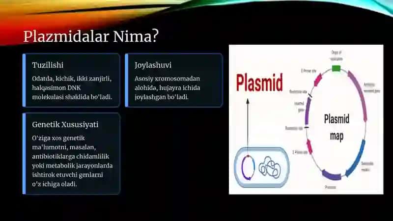 Plazmidalar. 2