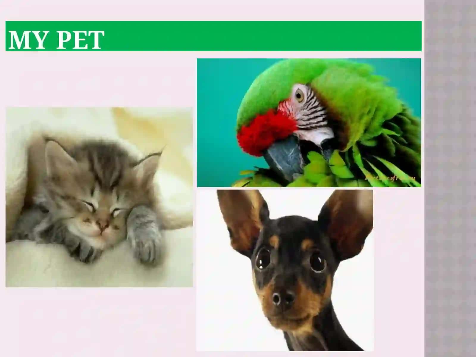 My pet 2