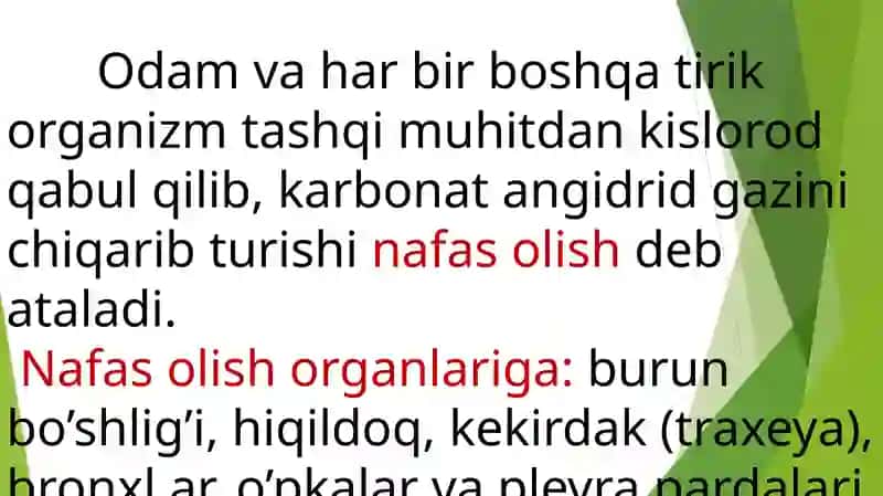 Nafas olish tuzilishi 2