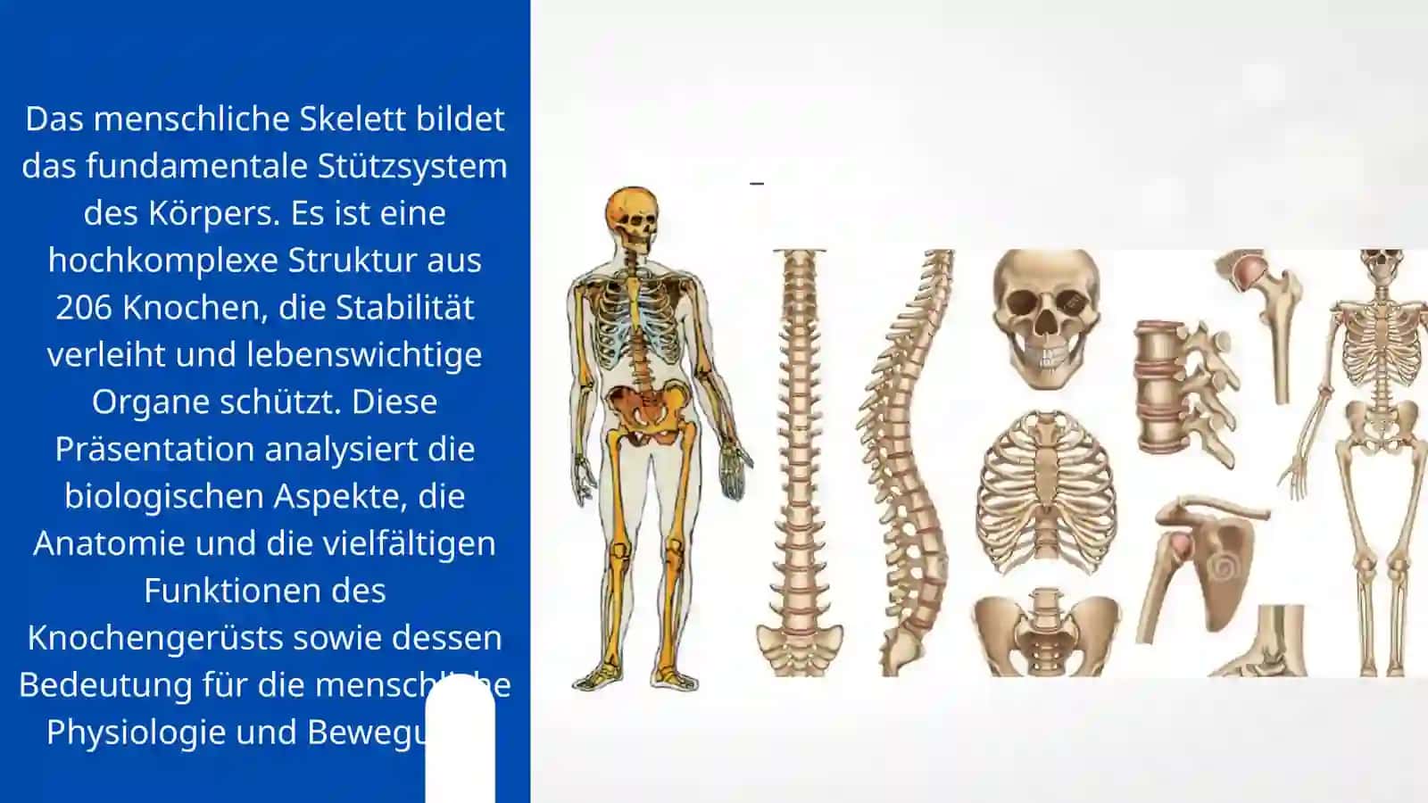 DAS KNOCHENGERUST 2