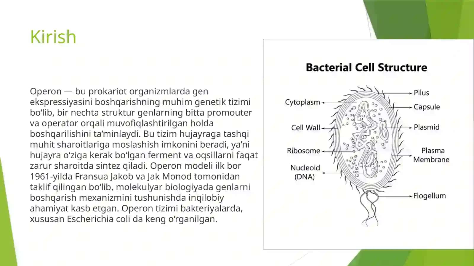 Operon haqidatu shuncha 2