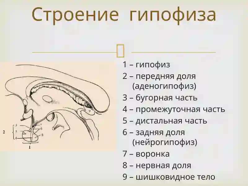 Гипофиз 2