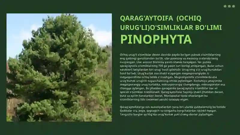 PINOPHYTA 2