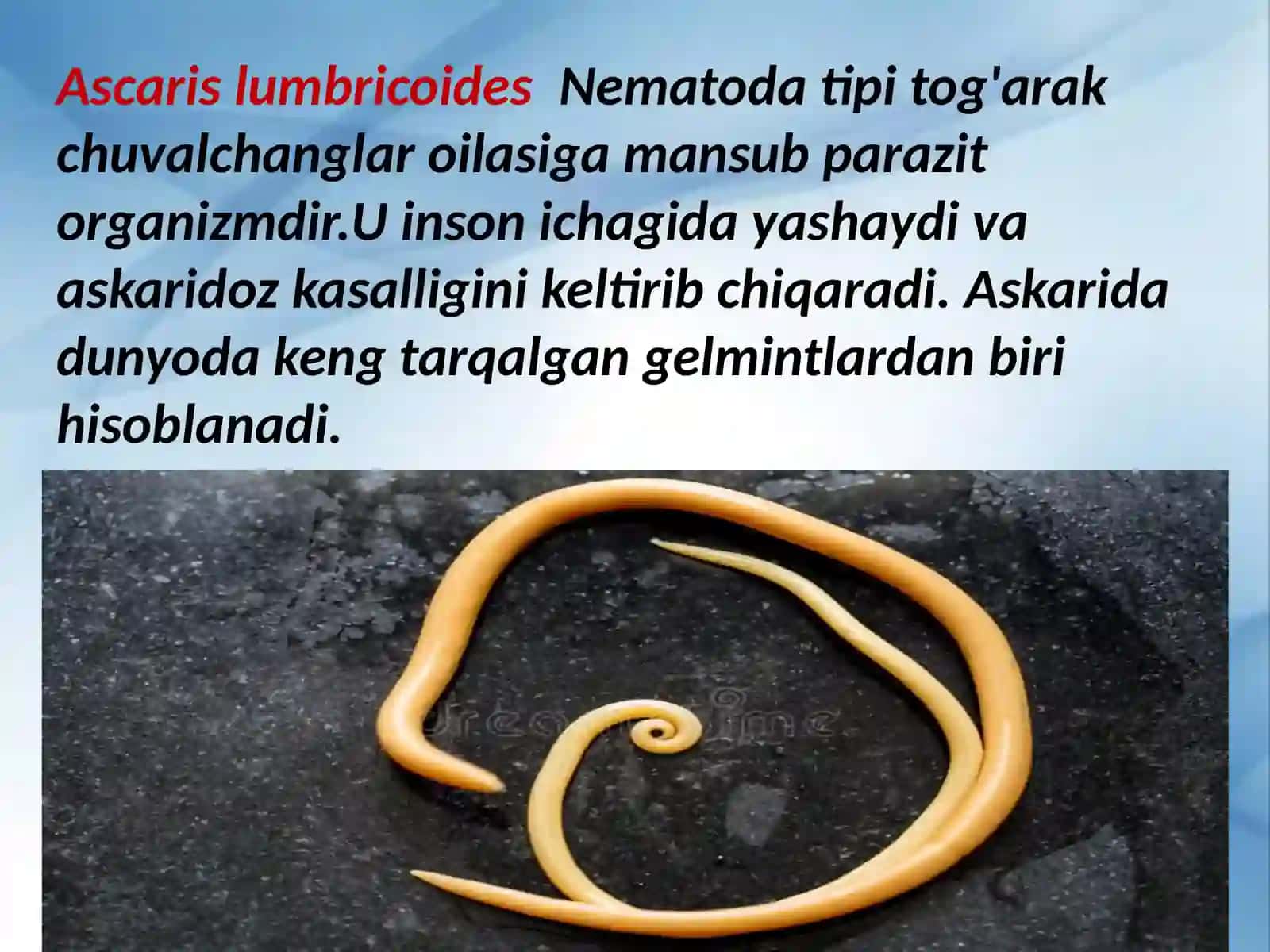 Odam askaridasining biologiyasi va ahamiyati 2