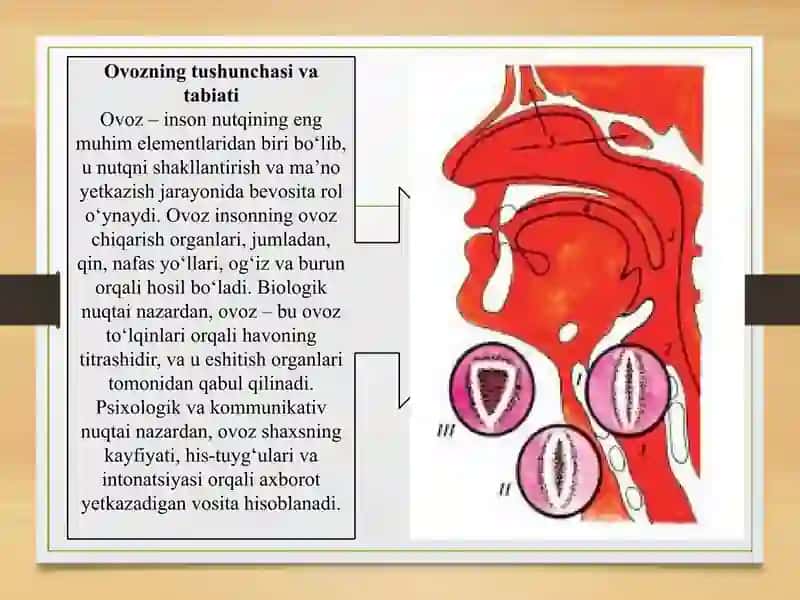 OVOZ UNING ASOSIY XARAKTERISTIKASI.OVOZNING NUTQDAGI ROLI 2