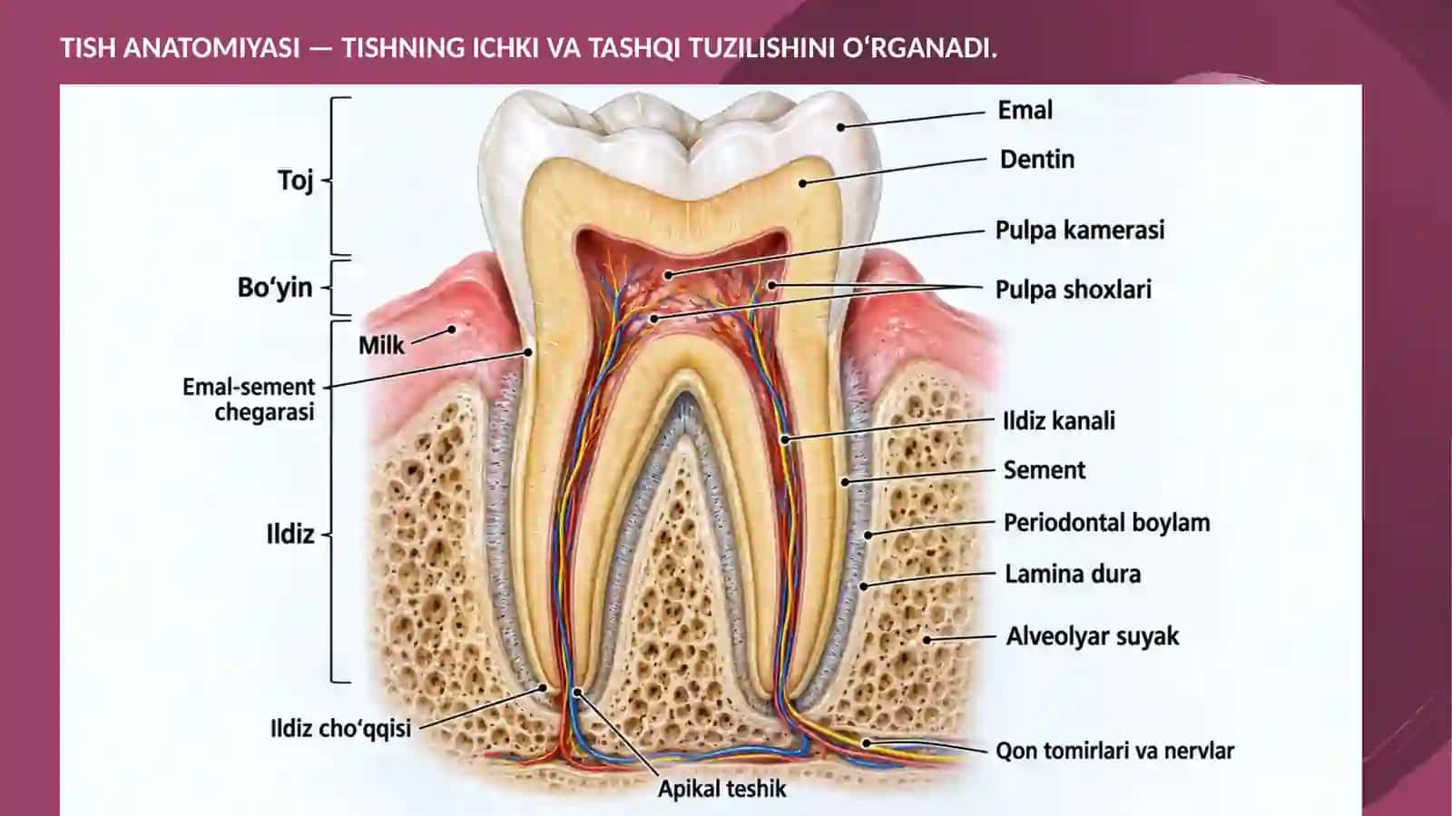 Tishanatomiyasivamorfologiyasi(restovratsiyauchun) 2
