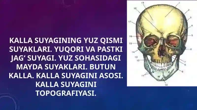 Kalla Suyagini Yuz Qismi Suyaklari 2