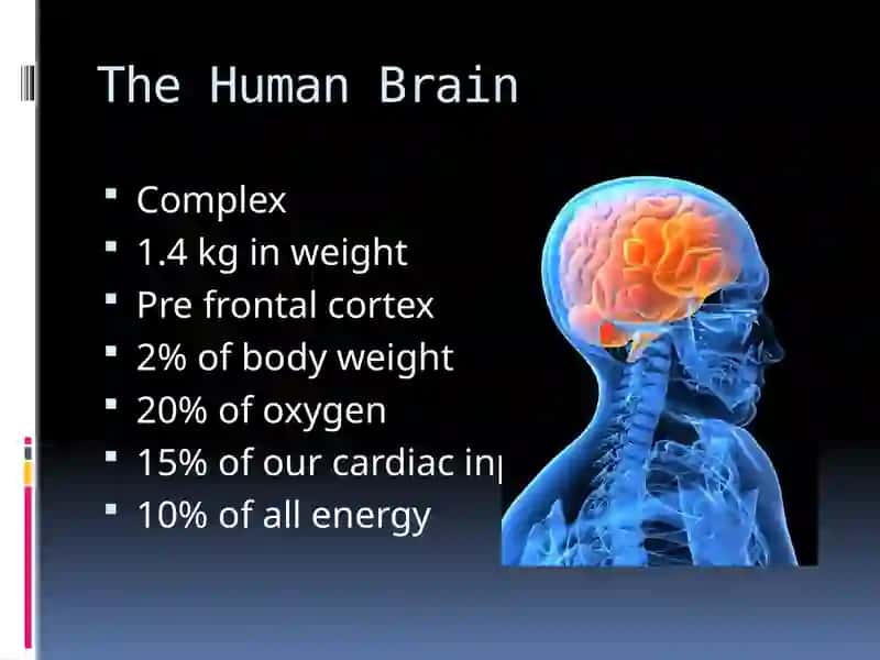 The Human Brain 2