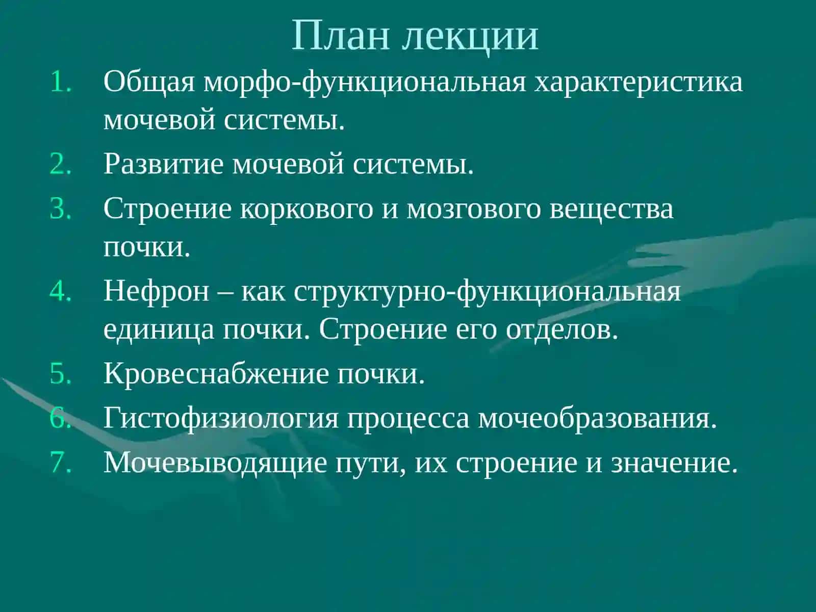Мочевая система 2