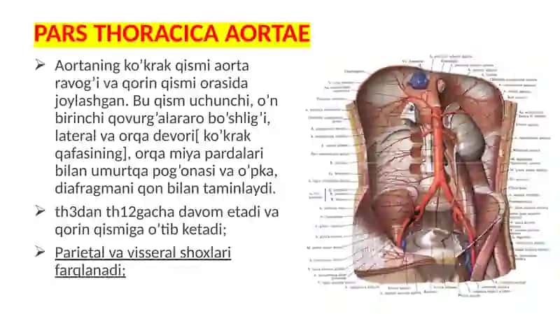 Truncus celiacus 2