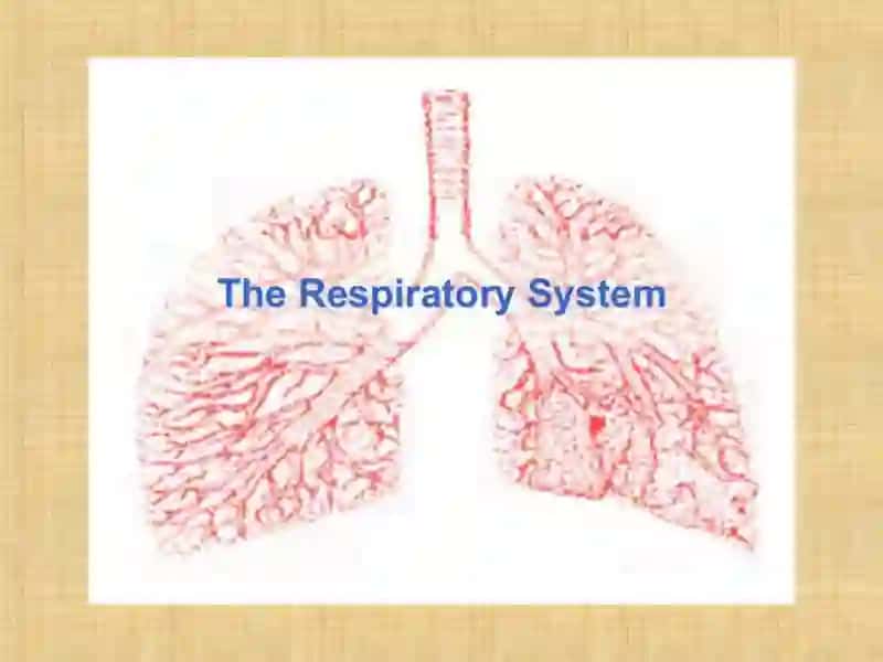 Respiratory System Presentation 2