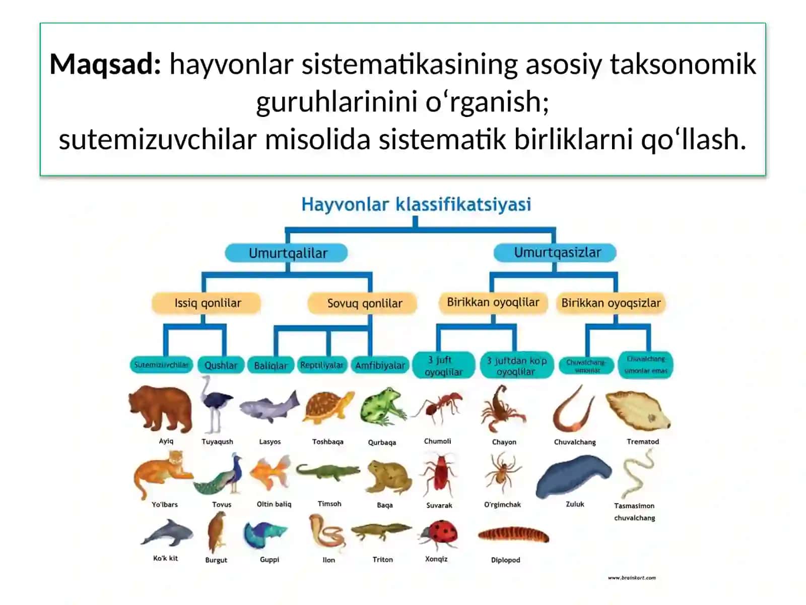 MAWU.HAYVONLAR SISTEMATIKASINIO‘RGANISH 2