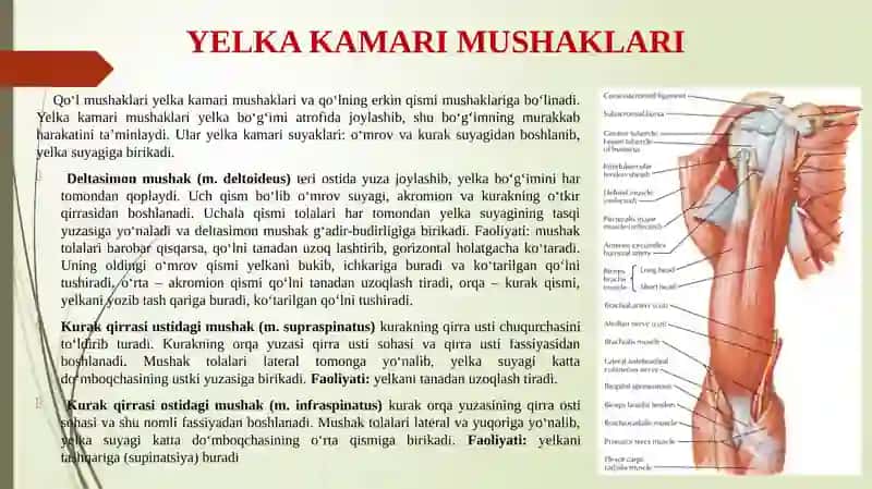 Yelka kamari va yelka mushaklari. Bilak mushaklari va fassiyalari. Qo'l kaft mushaklari. Qo'l kaftining pay qinlari. 2