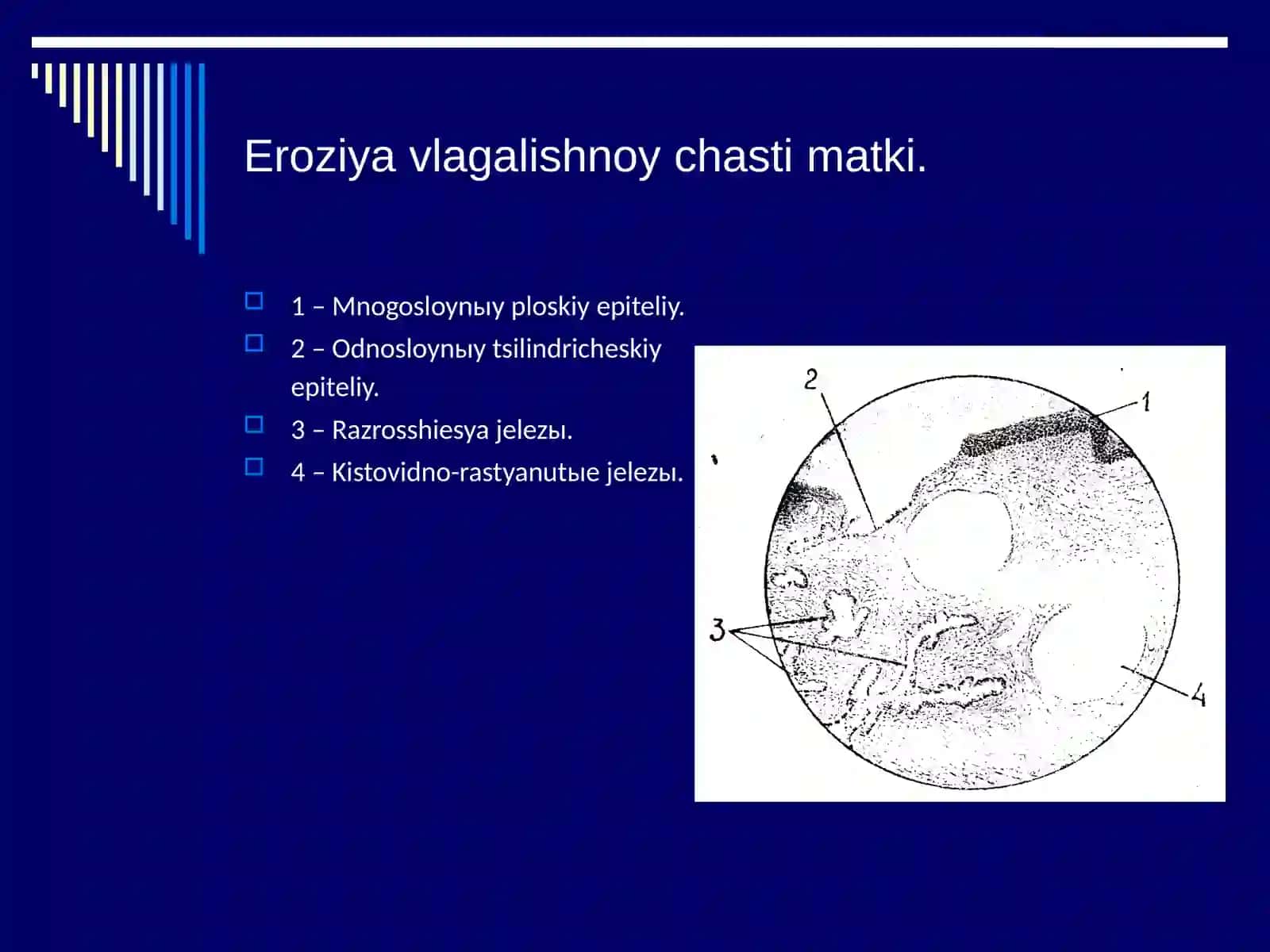 Gistopatologiya asoslari 2