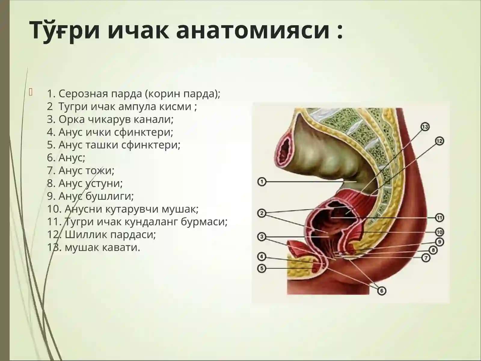 Тўғри ичак анатомияси 2