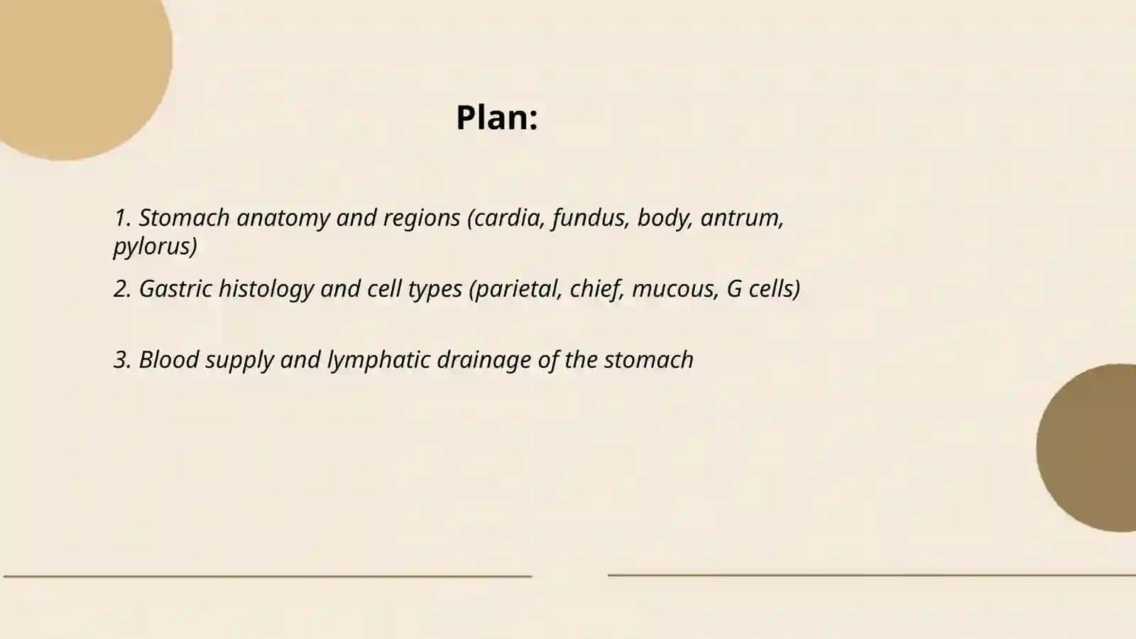 Digestiva system.Stomach 2