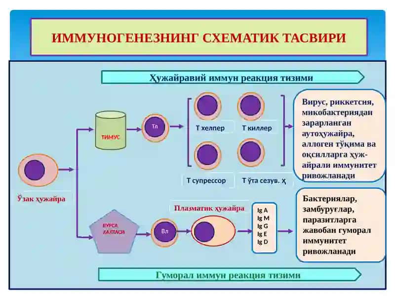 ИММУНОГЕНЕЗНИНГ СХЕМАТИК ТАСВИРИ 2