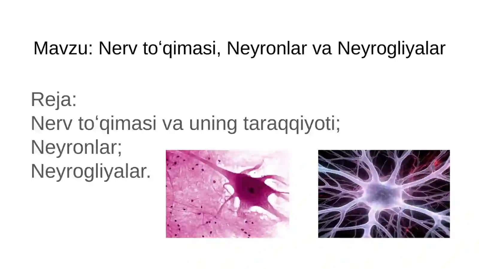 Nerv toʻqimasi, Neyronlar va Neyrogliyalar 2