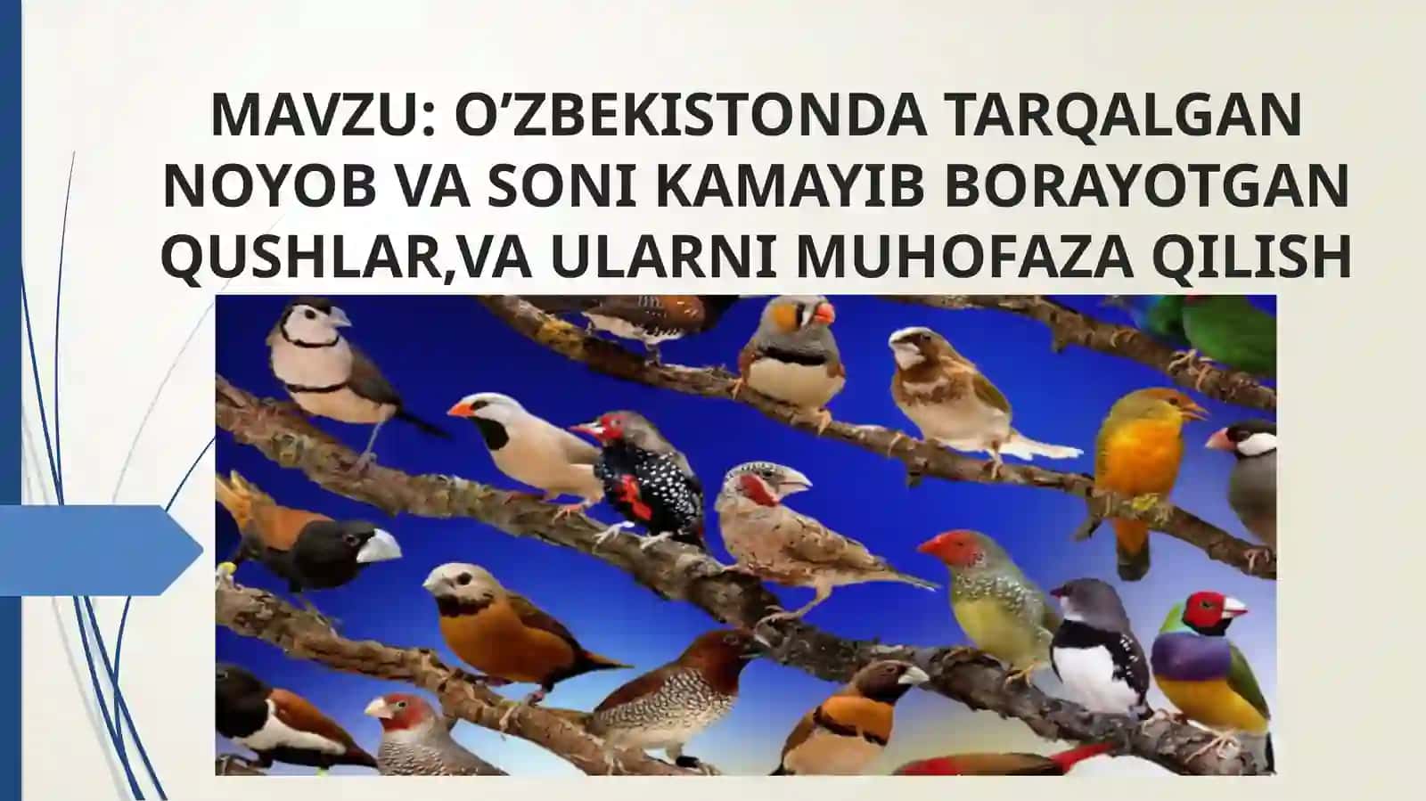 O’zbekistonda tarqalgan noyob va soni kamayib borayotgan qushlar 2