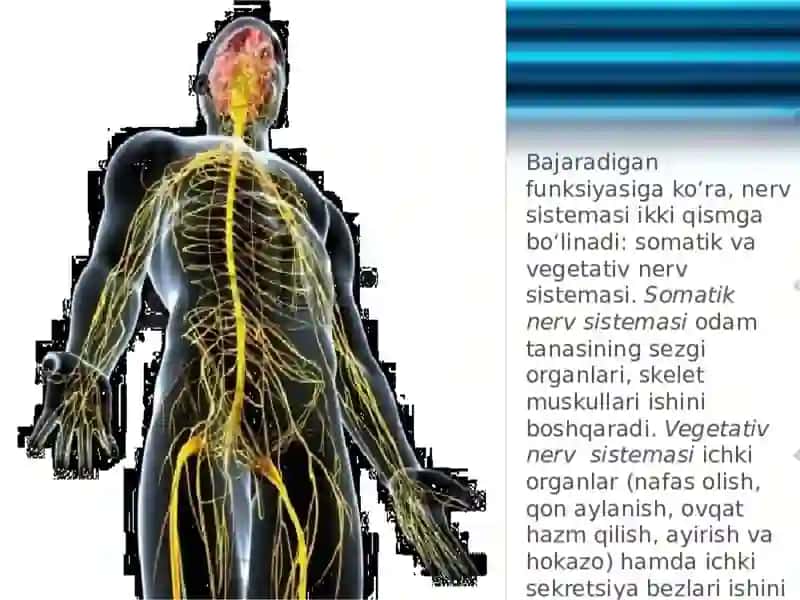 Vegetativ asab tizimining anatomiya va fiziologiyasi 2