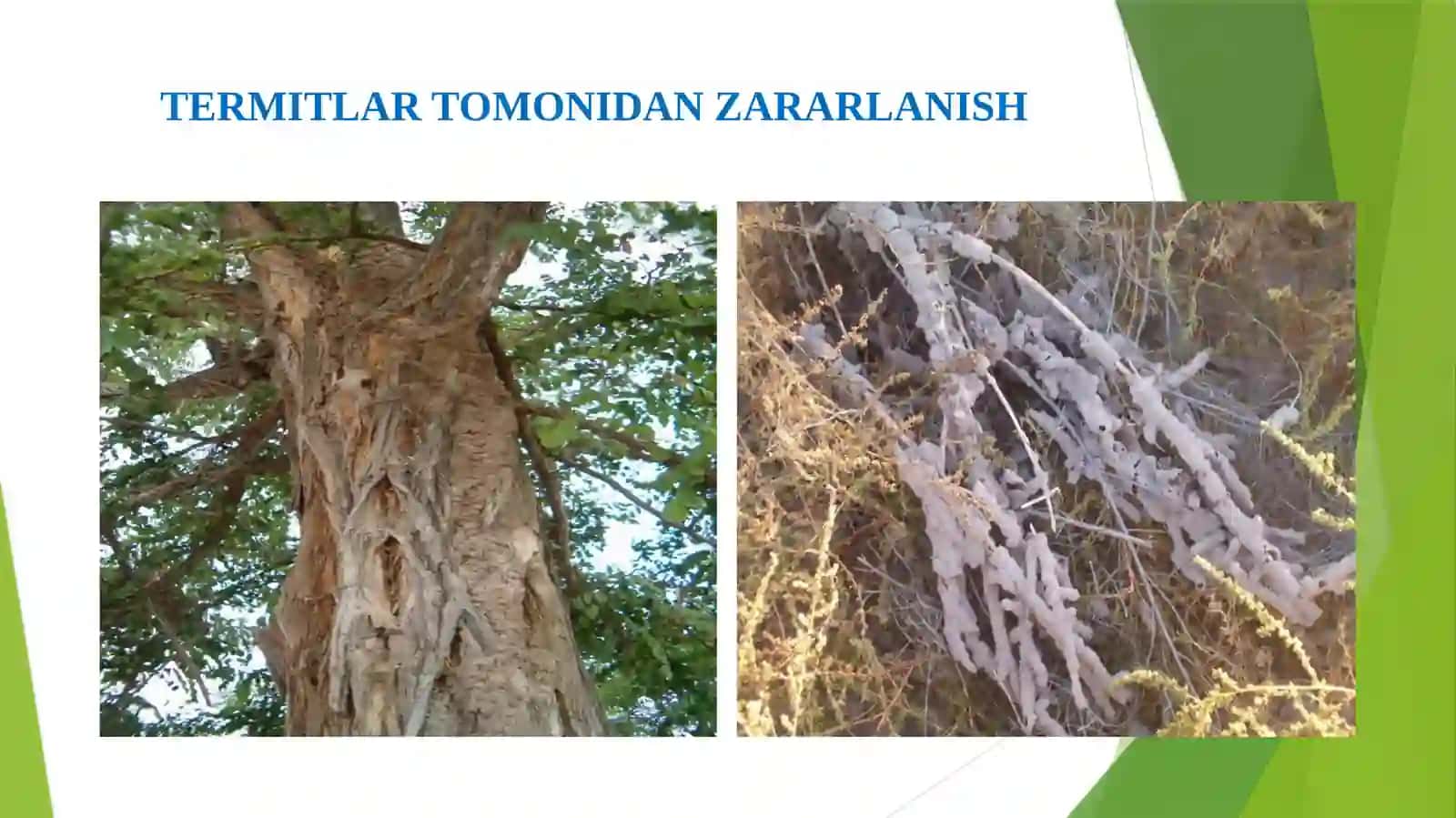 TERMITLAR TOMONIDAN ZARARLANISH 2