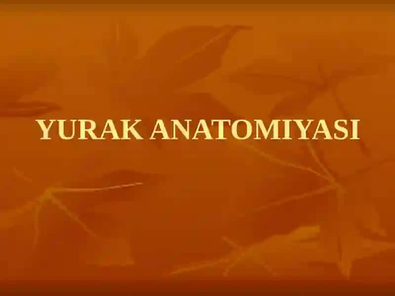 Yurak Anatomiyasi 2