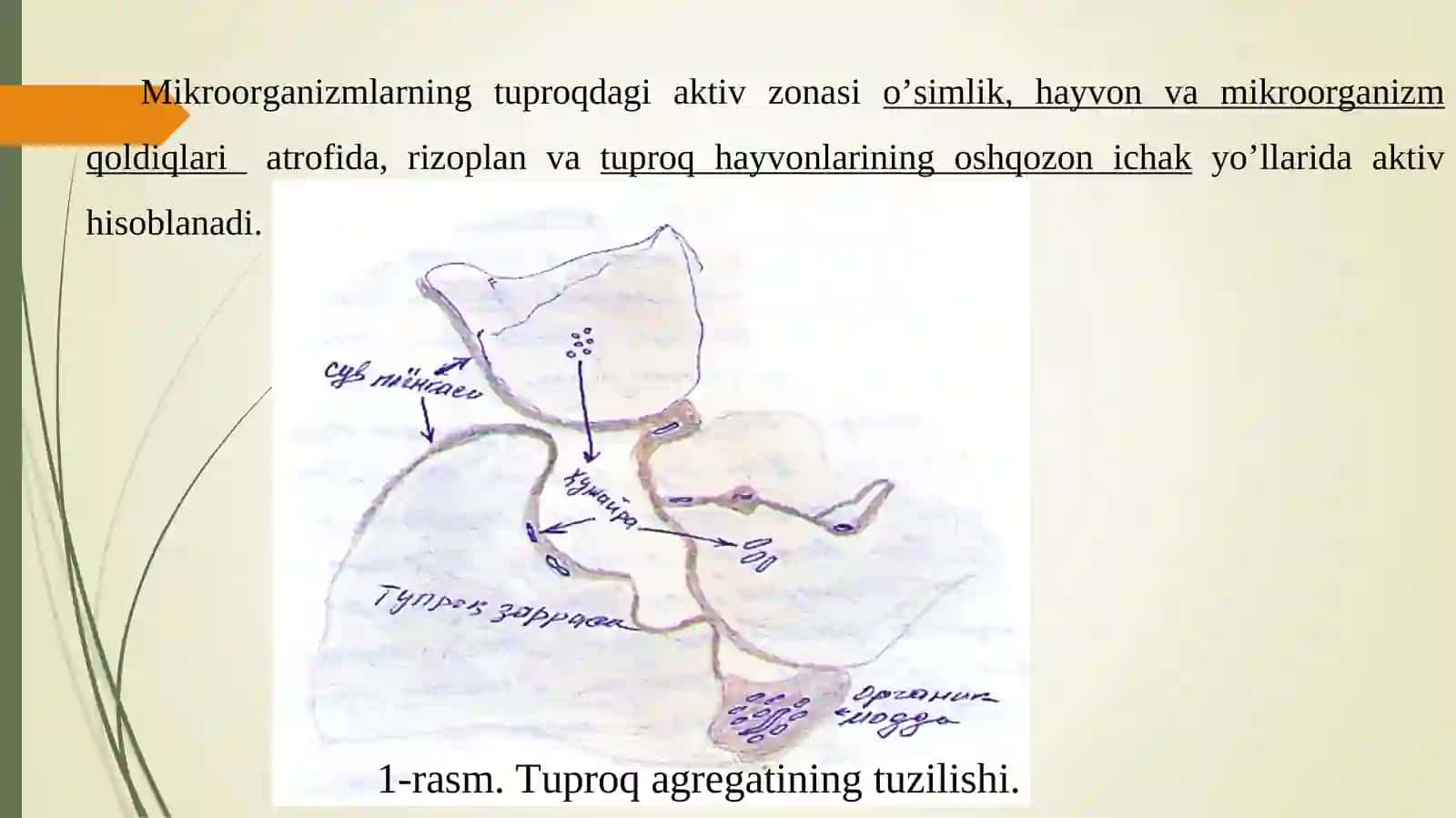Турли экологик омилларнинг тупроқмикроорганизмларига таъсири 2
