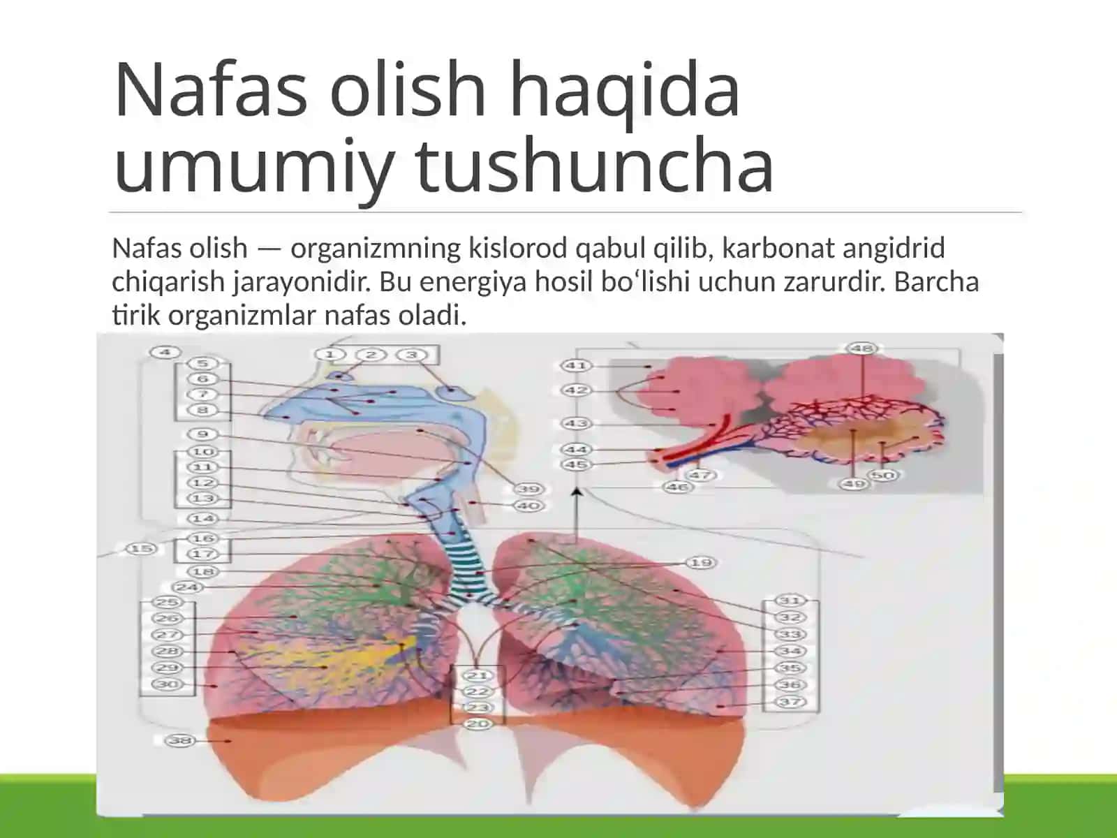 Nafas olish turlari va ularga to'liq ta'rif berish 2