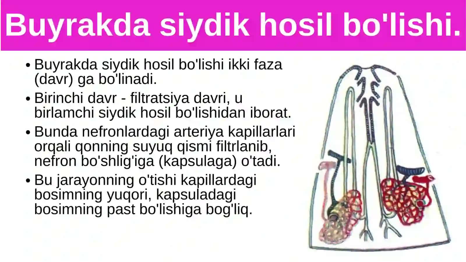 Siydikajratish organlarining funksiyasi 2