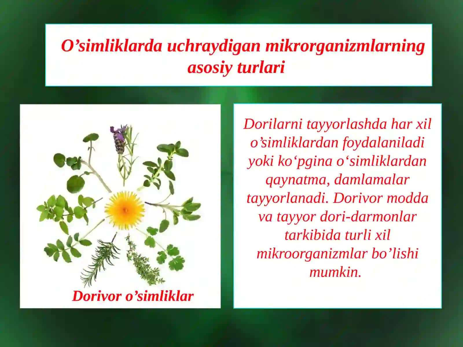 Dorivor o’simliklar xomashyosining mikroflorasi o’simliklarda kasallik qo’zg’atuvchi mikroorganizmlar tayyor dorilarning mikroflorasi va aniqlash usullari 2