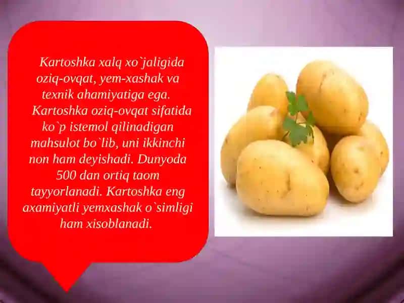 Kartoshka Biologiyasi va Etishtirish Texnologiyasi 2