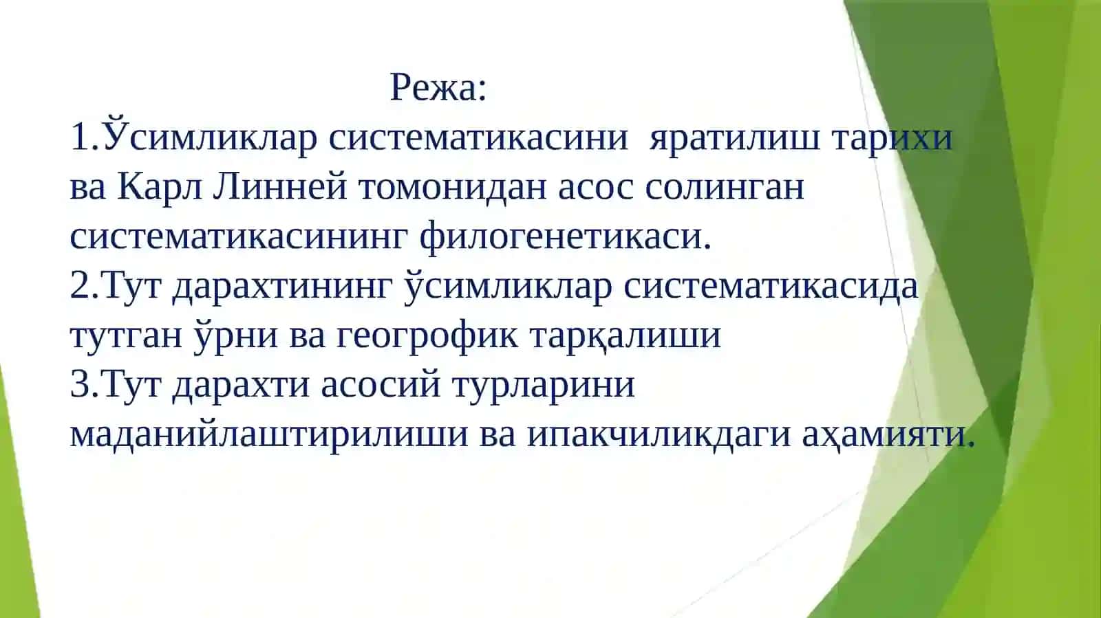 Тут дарахтини систематикаси, асосий турларини тарқалиши ва тузилиши 2
