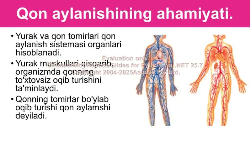 Qon aylanishining ahamiyati, yurakning tuzilishi 2