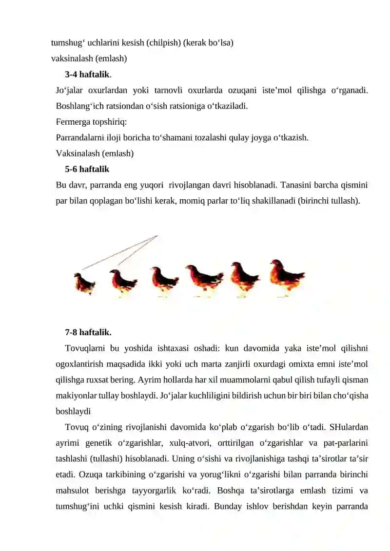 Tuxum yo‘nalishidagi jo‘jalarni o‘stirish va parvarishlash davirlari 2