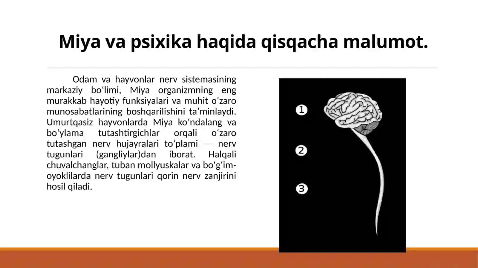 MIYA VA ONG. FIKIRLASH TO’G’RISIDAGI HOZIRGI ZAMON TASAVVURLARI. 2