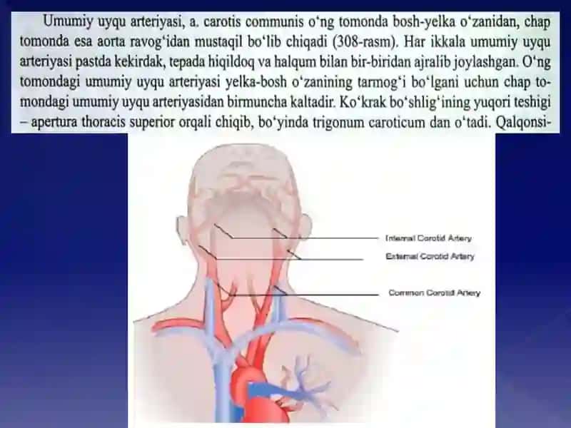 Villiziy arterial halqasi 2